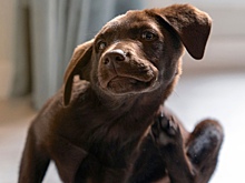 Как уберечь питомца от блох и что делать, если он их подхватил