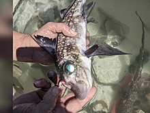 Ученые выяснили, зачем «рыбам-призракам» зубы на лбу