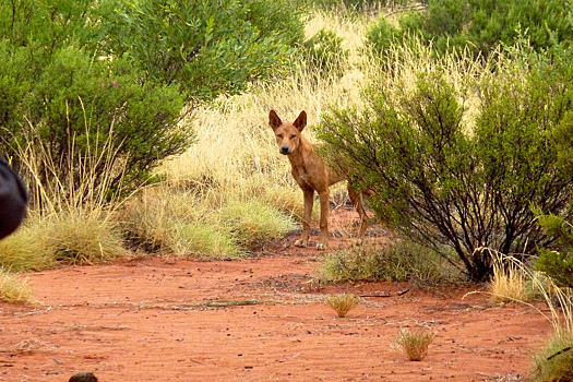 Смерть растерзанной дикими собаками юной туристки вызвала много вопросов