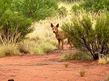 Смерть растерзанной дикими собаками юной туристки вызвала много вопросов