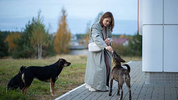 Кормить нельзя убить: как предлагают поступать с бездомными животными