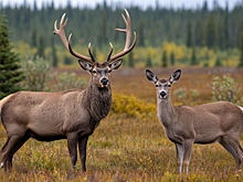 В российской тундре развернули спецоперацию по спасению 139 тысяч оленей