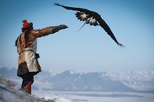 Взмах орлиного крыла: беркутчи и кузбеги на фестивале в Монголии