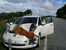 В Приморье произошло ДТП с косулей — шокирующие кадры