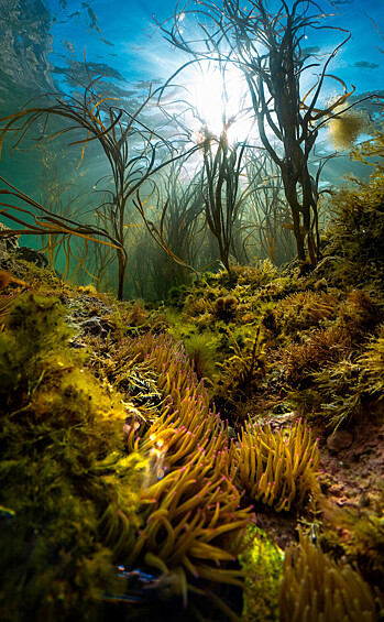 Победитель номинации "Самый многообещающий британский подводный фотограф года" — Тео Викерс со снимком "Дикие моря острова".