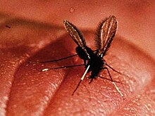 10 паразитов, которых следует опасаться летом