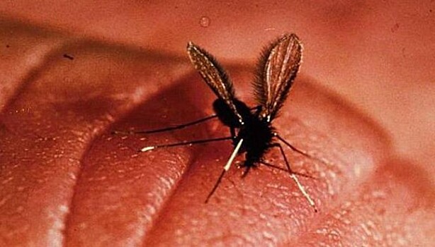 10 паразитов, которых следует опасаться летом