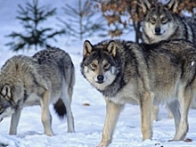 Десятки солигаличских волков держат в страхе всю округу