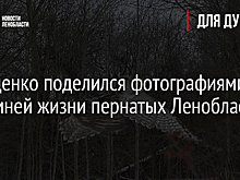 Дрозденко поделился фотографиями из зимней жизни пернатых Ленобласти