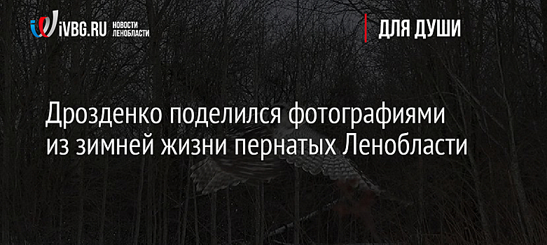 Дрозденко поделился фотографиями из зимней жизни пернатых Ленобласти