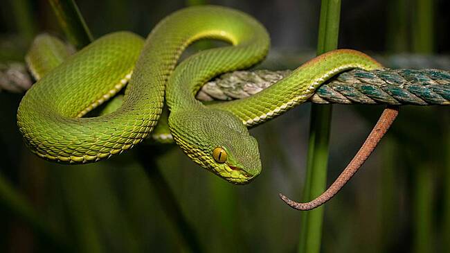 Ядовитая змея укусила 16-летнюю москвичку