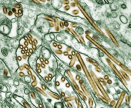 На территории Ростовской области обнаружили высокопатогенный птичий грипп
