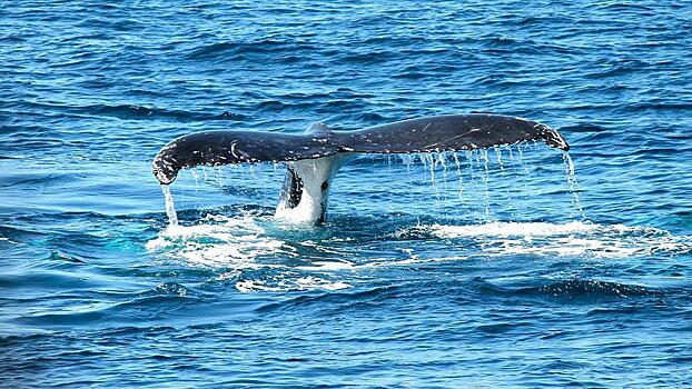 Биологи обнаружили новый вид китов