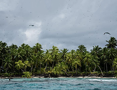 Уничтожение крыс и развитие растительности помогут восстановить тропические острова