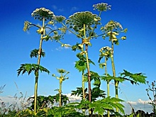 Россиянам напомнили о «расплате» за сорняки на дачном участке