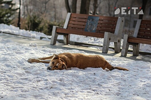 Стая собак напала на ученицу возле поселковой школы в Приморье