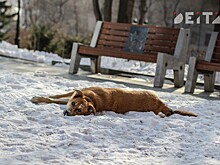 Расходы на содержание бездомных животных увеличат в Приморье