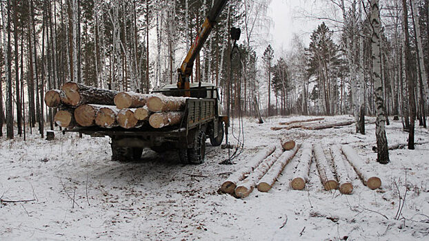 В Иркутской области девять «чёрных» лесорубов ответят перед судом за незаконную рубку более 3 тысяч кубометров леса
