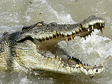 Турист отправился в круиз по кишащей крокодилами реке и едва не лишился руки