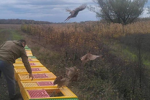 3,5 тысячи фазанов выпустили в природу на Кубани с начала осени