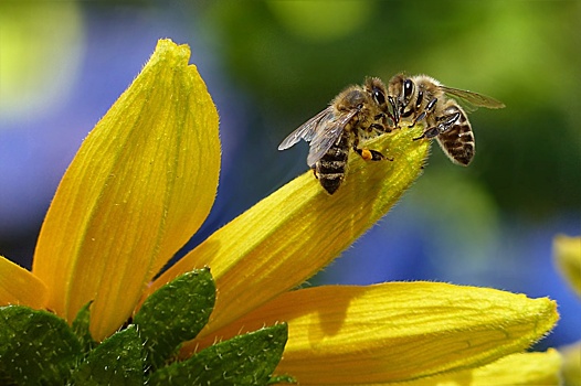 Эксперты расскажут о жизни диких пчел в 5-м Лучевом просеке