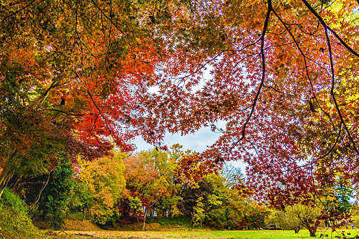 Какой клен посадить на даче? Выбираем самый красивый