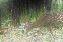В российском заповеднике впервые за полвека заметили пятнистого оленя