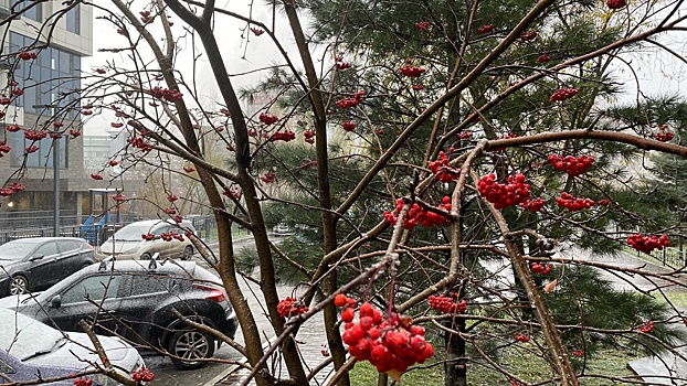 В Новосибирске потеплеет до +10 перед резким похолоданием