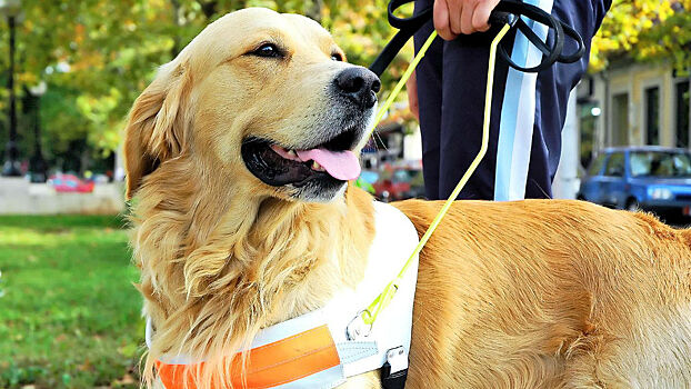 Более 130 водителей московского социального такси обучат обращению с собаками-поводырями