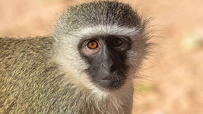 Нейросети помешали поймать беглых обезьян