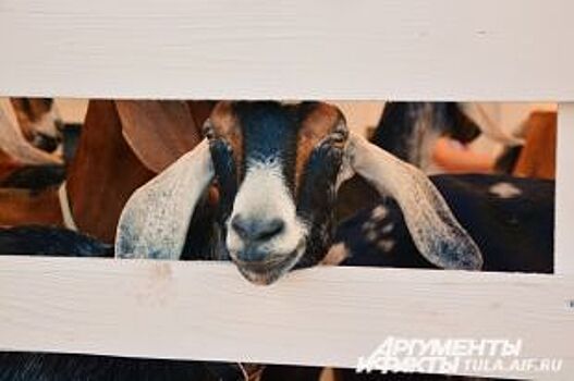 На Среднем Урале готовят второй в мире масштабный козий проект