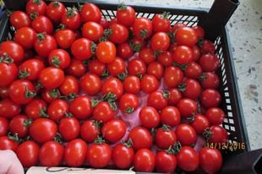 37 тонн томатов из Марокко не пустили в Петербург из-за моли