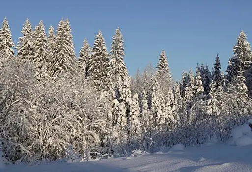 В Новгородской области из-за сильного снегопада закрыли для туристов Большую валдайскую тропу