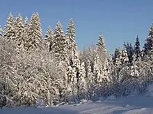 В Новгородской области из-за сильного снегопада закрыли для туристов Большую валдайскую тропу