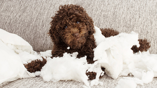 Кто несёт ответственность, если домашний питомец повредил чужое имущество