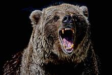 В российском городе медведь напал на четверых местных жителей