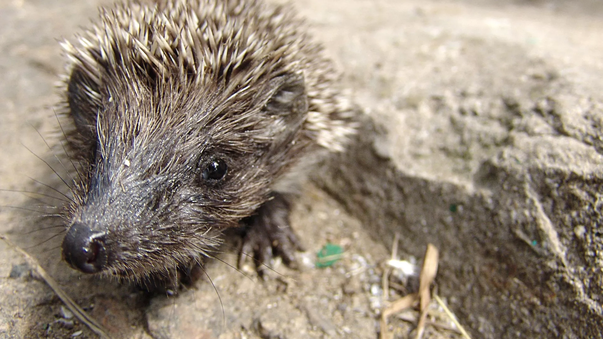 Жонглера ежами задержали на школьной линейке в Новосибирске