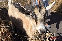 Нижегородские фермеры, занимающиеся разведением овец и коз, получат господдержку