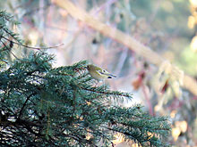 Самая маленькая птица Европы осталась зимовать в Новосибирске