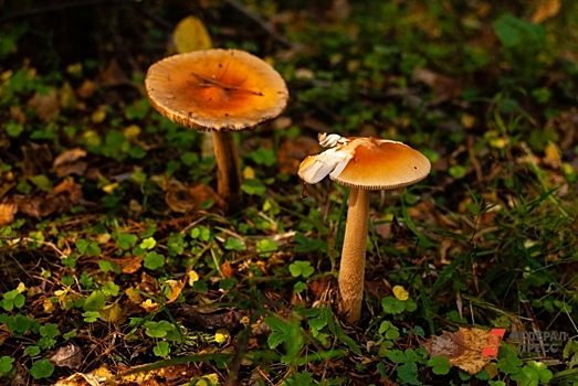 Токсиколог Казарцев призвал не употреблять в пищу грибы неизвестного происхождения