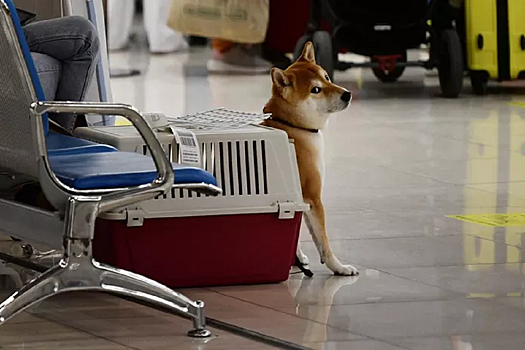 Какие документы нужны домашним питомцам для путешествия за границу