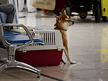 Какие документы нужны домашним питомцам для путешествия за границу