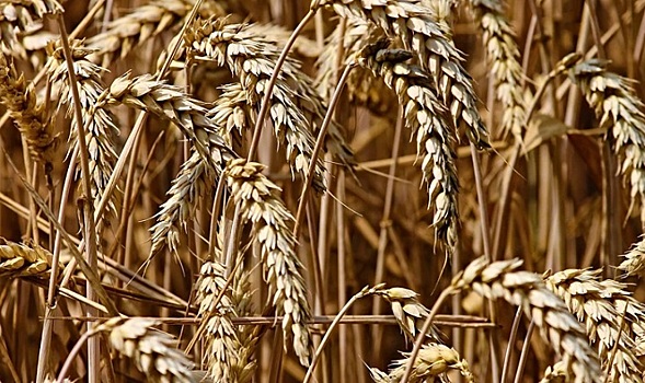 Для других регионов: на Дону выявили лабораторию, которой не существует