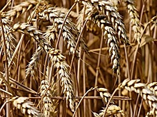 Для других регионов: на Дону выявили лабораторию, которой не существует