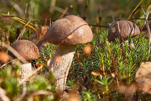 Россиянам пообещали осенние грибы