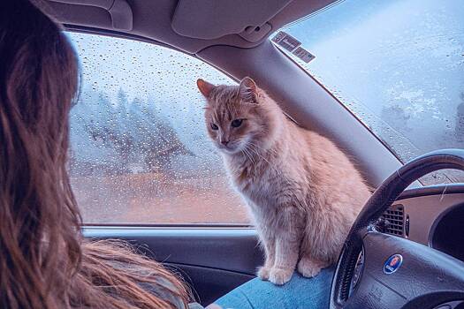 Россиян предупредили о штрафах за кота в машине