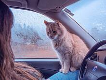 Россиян предупредили о штрафах за кота в машине
