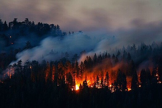 Экоцентр "Битцевский лес" 14 сентября проведет вебинар "Пожары: мифы и реальность"