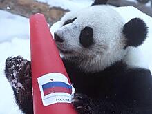 Панды из Московского зоопарка предсказали итоги Олимпиады в Пекине