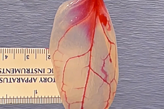 Лист шпината с вживленной человеческой тканью показали на видео